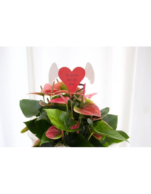 PLANTA ANTHURIUM CON PIN AMOR