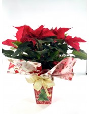 POINSETTIA