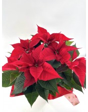 POINSETTIA