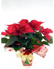 POINSETTIA