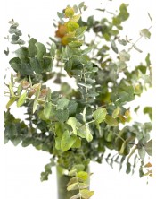 RAMO EUCALYPTUS