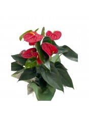 ANTHURIUM ROJO