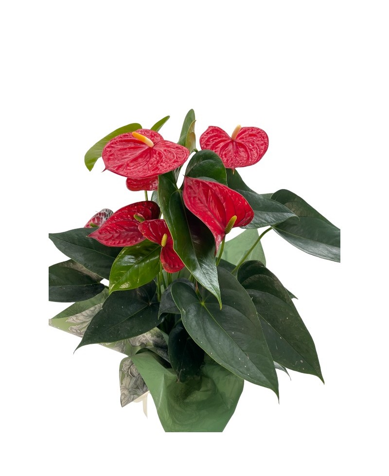 ANTHURIUM ROJO